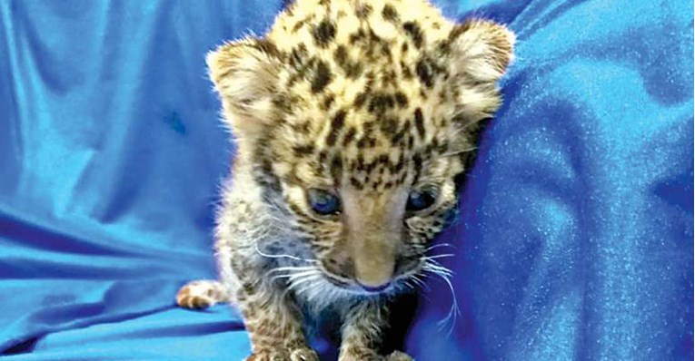 VIDEO Bebu leoparda su pronašli u prtljazi na indijskom aerodromu